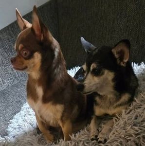 Meet your Posher, Dan